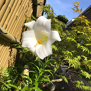 庭に咲く花/花のある暮らし/白い花♡/百合の花/いつもいいねありがとうございます♡...などのインテリア実例 - 2020-05-21 09:44:34