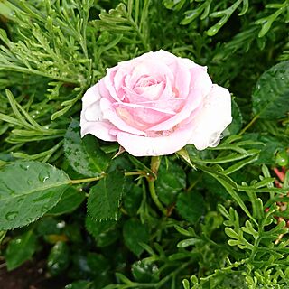 バラのある暮らし/バラのある庭/花のある暮らし/花のある風景/バラ...などのインテリア実例 - 2017-05-30 10:00:44