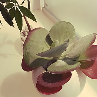 リビング/多肉植物/観葉植物/植物/白い花器のインテリア実例 - 2017-02-16 19:33:44