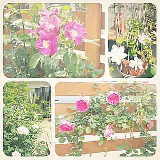 薔薇/クレマチス/いい天気♪/南に面した庭/ガーデン...などのインテリア実例 - 2014-05-14 09:52:35