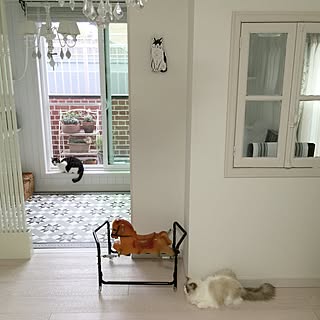 部屋全体/フランスの窓/ベランダガーデン初心者/猫のいる日常/猫と暮らす。...などのインテリア実例 - 2016-04-14 07:58:18