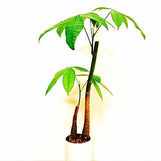 リビング/観葉植物のインテリア実例 - 2017-04-12 23:54:10
