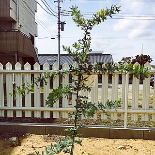 玄関/入り口/ミモザ/フォローありがとうございます❤️/コメントありがとうございます♡/いつもいいねありがとうございます♡...などのインテリア実例 - 2017-03-12 11:37:30