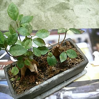 棚/お気遣いに感謝/植物のある暮らし/拙いコメントゴメン(>_<)ゞ/花のある暮らし...などのインテリア実例 - 2017-04-20 09:14:34