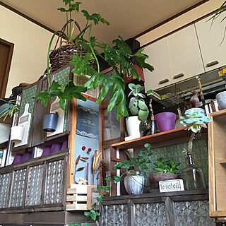 棚/観葉植物/パタパタ扉/DIY/リメイク...などのインテリア実例 - 2016-06-19 06:59:03