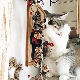 部屋全体/壁紙屋本舗/Xmas/cat/星...などのインテリア実例 - 2016-11-11 01:08:44