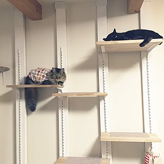 中々伺えずごめんなさい┏○ﾍﾟｺ/ねこのいる風景/多頭飼い/キャットウォークDIY/ねこが好き...などのインテリア実例 - 2016-07-24 17:24:55