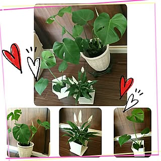 楽天で買ったもの/初投稿/観葉植物/モンステラ/スパティフィラム...などのインテリア実例 - 2017-06-19 22:29:09