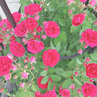 玄関/入り口/ばらが咲きました♡/薔薇のある暮らし/花のある暮らし/ナチュラル...などのインテリア実例 - 2024-05-17 09:40:30