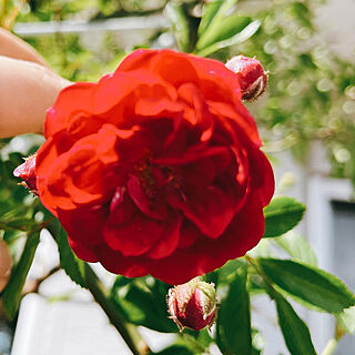 癒し/アーチ/赤い薔薇/薔薇のある暮らし/薔薇が好き...などのインテリア実例 - 2022-05-19 11:12:12