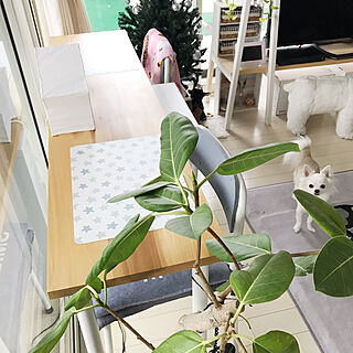 机/学校の椅子/IKEA/勉強スペース/チワワ...などのインテリア実例 - 2019-02-13 20:02:57