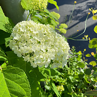 紫陽花アナベル♡/植物のある暮らし/ガーデニング/いつもいいねありがとうございます♡/花のある暮らし...などのインテリア実例 - 2022-06-03 08:37:33