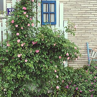 リビング/ピンクサマースノー/バラ/庭/garden...などのインテリア実例 - 2016-05-09 14:28:09