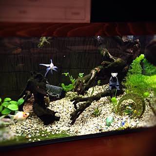 金魚 流木のおしゃれなアレンジ 飾り方のインテリア実例 Roomclip ルームクリップ