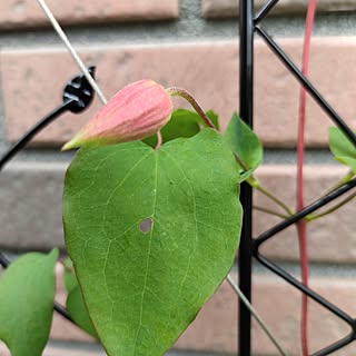 バス/トイレ/薔薇/北海道/小さな庭/花のある暮らし...などのインテリア実例 - 2023-07-01 13:31:07