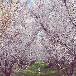桜のトンネル/徒歩3分/インテリアじゃなくてごめんなさい/桜満開/ダッシュしている末っ子...などのインテリア実例 - 2015-04-14 19:41:28