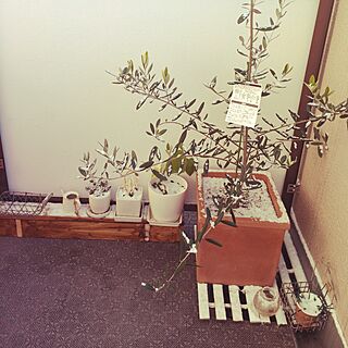 玄関/入り口/観葉植物/オリーブの木のインテリア実例 - 2017-01-15 08:37:27