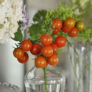家庭菜園のミニトマト/キッチンのインテリア実例 - 2014-07-24 08:01:43