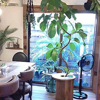 部屋全体/観葉植物のある暮らし/アフリカンプリンス/DIY/カフェ風...などのインテリア実例 - 2022-09-12 09:08:06