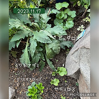 ベッド周り/庭の記録/ラナンキュラスラックス/植物のある暮らし/初冬...などのインテリア実例 - 2023-11-22 07:07:50