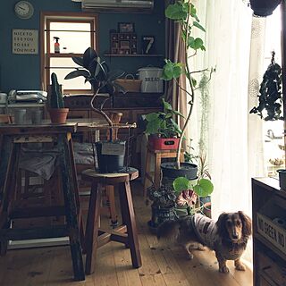 部屋全体/植物/犬が居る生活/DIY/わんこと暮らす家...などのインテリア実例 - 2016-05-28 09:57:06