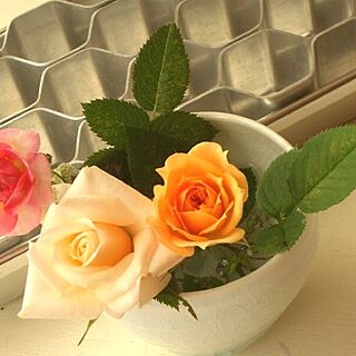 机/薔薇/庭のお花/古いもの/植物のインテリア実例 - 2013-03-25 14:10:09