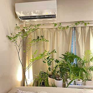 ドウダンツツジ/グリーン/観葉植物♡/観葉植物のある暮らし/賃貸マンション...などのインテリア実例 - 2023-07-07 17:26:41