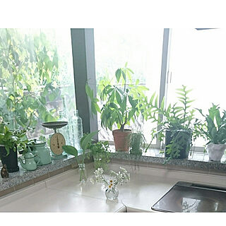 キッチン/観葉植物のある暮らし/観葉植物/キッチンの窓辺/緑を置いて楽しむ...などのインテリア実例 - 2020-05-20 07:29:30