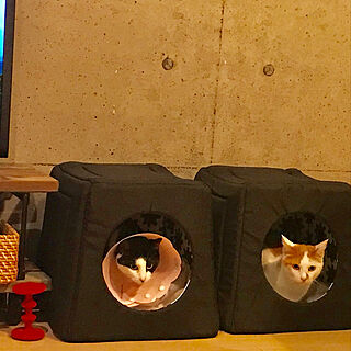 リビング/猫ばかりです。/IKEAのインテリア実例 - 2017-11-26 22:28:55