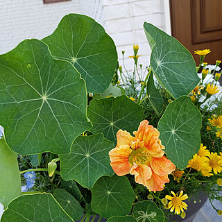 玄関/入り口/ナスタチウム/植物のある暮らし/寄せ植えのインテリア実例 - 2019-06-03 17:25:07