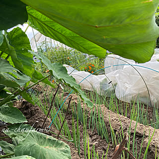 無農薬野菜/エコな暮らし/植物のある暮らし/自然を感じる暮らし/マイエンザ...などのインテリア実例 - 2020-07-19 06:28:07