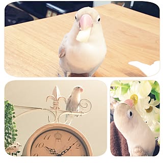 部屋全体/鳥さん/インテリアじゃなくてすいません…/サンちゃんありがとう♡のインテリア実例 - 2015-01-08 05:52:20