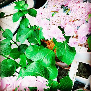 ベッド周り/お花も好き♡/アナタヘノサプライズ/紫陽花/いいね、フォロー本当に感謝です♡...などのインテリア実例 - 2017-06-27 12:34:55