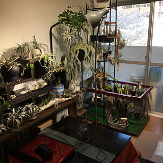 部屋全体/エアープランツ/【植中毒】/亀甲竜/植欲...などのインテリア実例 - 2018-03-30 14:39:50