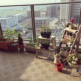 部屋全体/ベランダガーデン計画/多肉寄せ植え/犬の植木鉢/紅葉の盆栽...などのインテリア実例 - 2015-04-24 07:59:07