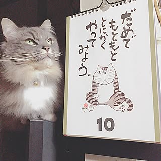 机/テレビの上に乗る猫/夜のpic/万年カレンダー❇︎/なかなか訪問できずｺﾞﾒﾝﾅｻｲ...などのインテリア実例 - 2017-04-10 22:50:06