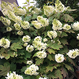 庭 柏葉アジサイのおしゃれなインテリアコーディネート レイアウトの実例 Roomclip ルームクリップ