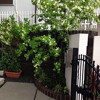 玄関/入り口/ヤマボウシの木のインテリア実例 - 2016-01-31 22:56:02