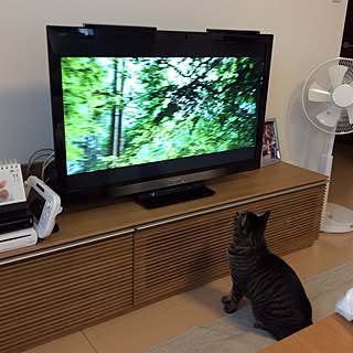 リビング/猫/キジトラ/無印良品 扇風機/Panasonicのインテリア実例 - 2015-06-11 21:49:05