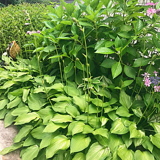 ガーデニング ギボウシの花のおしゃれなインテリア 部屋 家具の実例 Roomclip ルームクリップ