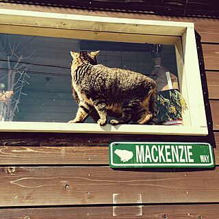 玄関/入り口/ねこと暮らす。/きじとら猫/DIY小屋のインテリア実例 - 2016-03-31 17:48:52
