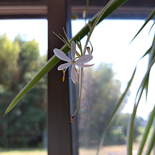 壁/天井/窓辺/観葉植物/一人暮らし/グリーンのある暮らし...などのインテリア実例 - 2020-08-17 19:25:31