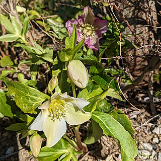 玄関/入り口/今年のクリスマスローズ/咲いてます/季節の花/庭のある暮らし...などのインテリア実例 - 2023-02-16 10:40:22