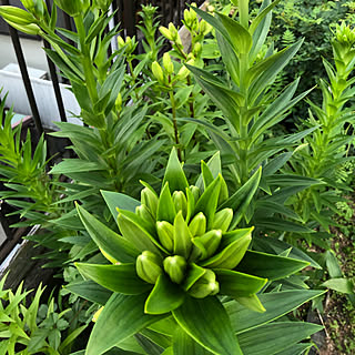 植物のある暮らし/花のある生活/花のある暮らし/百合の花、咲いてくれるかなぁ〜/百合の花...などのインテリア実例 - 2021-06-01 03:11:06