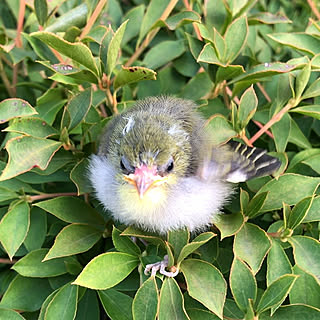 緑/雛鳥/メジロ/鳥/メジロのピヨちゃん...などのインテリア実例 - 2021-08-03 19:36:27