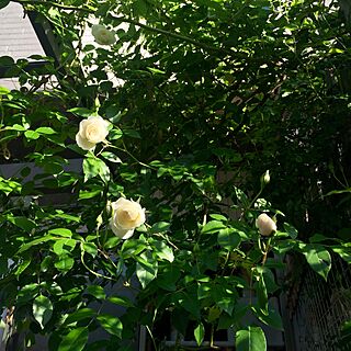 リビング/グリーンカーテン/和室前の庭/薔薇が好き/ばら...などのインテリア実例 - 2016-05-04 07:59:32