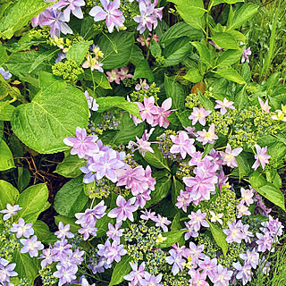 玄関/入り口/紫陽花/地植え/庭のある暮らし/梅雨入り☔...などのインテリア実例 - 2022-06-14 20:22:13