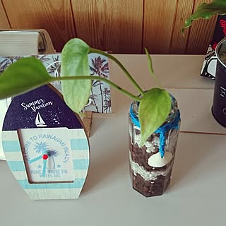 植物/日替わり投稿企画!木曜日/DAISO♥/ハワイにも西海岸にも憧れ中/サーフ フォトフレーム...などのインテリア実例 - 2017-06-09 08:34:07