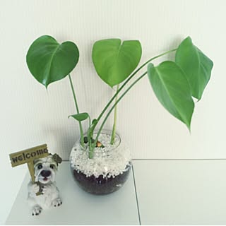 植物/観葉植物/陶器/ガラス瓶/welcome home...などのインテリア実例 - 2016-06-07 20:27:00