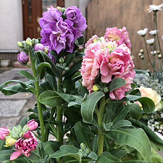 庭/ピンクの花/紫色の花/花/ストック...などのインテリア実例 - 2021-02-04 14:54:05